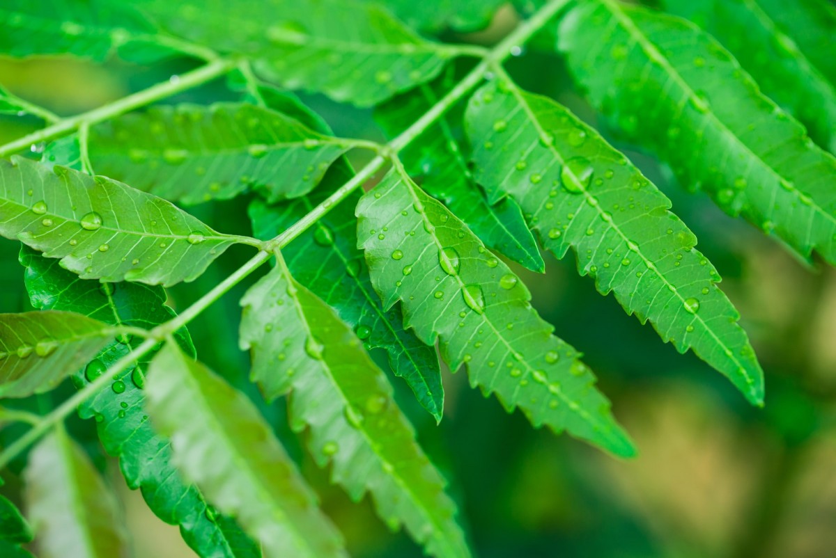 Why you must have Neem leaves in this month | Chennaites
